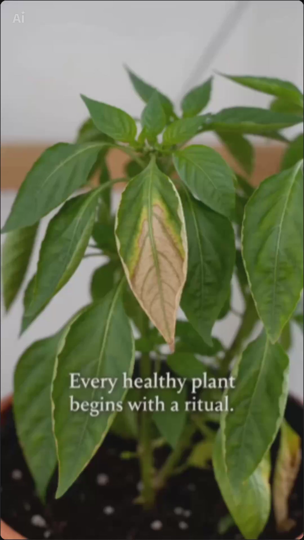 Neem Good® Plant Care Ritual System.